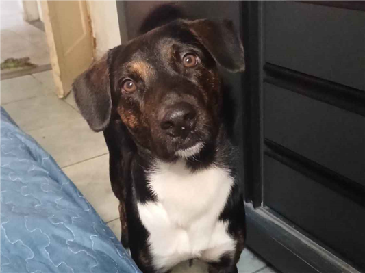 Cachorro cão para adoção Macho Médio  1 ano 