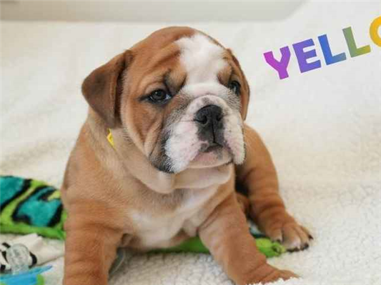 Cachorro cão para adoção Fêmea Médio  7 a 11 meses 