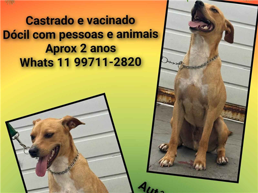 Cachorro cão para adoção Macho Médio  2 anos 