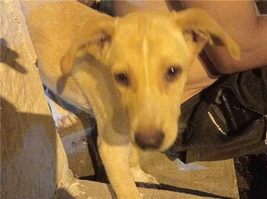 Cao Procura-Perdido Macho Médio 7 a 11 meses 
