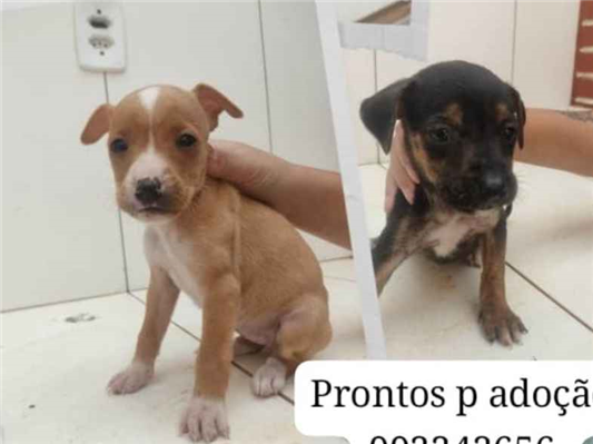 Cachorro cão para adoção Macho Pequeno 2 a 6 meses 