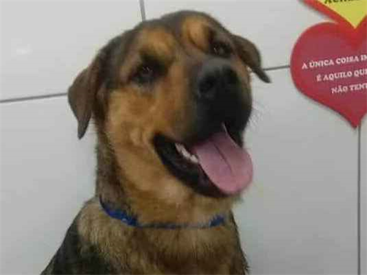 Cachorro cão para adoção Fêmea Grande 1 ano 
