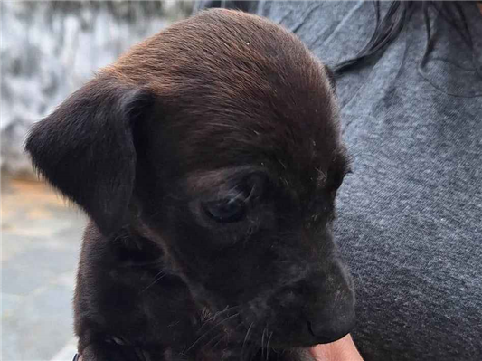 Cachorro cão para adoção Fêmea Médio  2 a 6 meses 