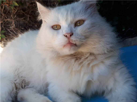 Gato para adoção Macho Pequeno 3 anos