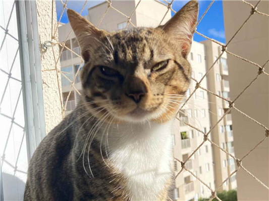 Gato para adoção Macho Médio 7 a 11 meses