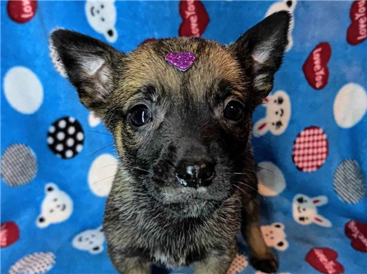 Cachorro cão para adoção Fêmea Médio  Abaixo de 2 meses 