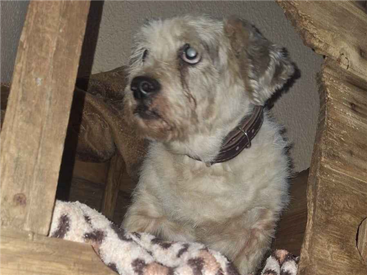 Cao - Macho Médio6 anos Acima