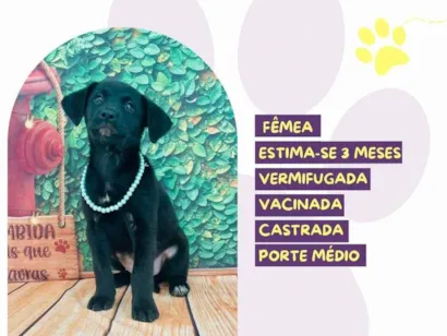 Cao SRD-ViraLata Medio 2-a-6-meses