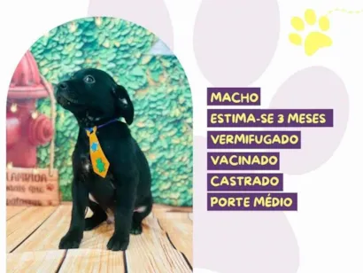 Cao SRD-ViraLata Medio 2-a-6-meses