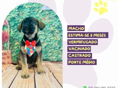 Cao SRD-ViraLata Medio 2-a-6-meses