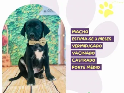 Cao SRD-ViraLata Medio 2-a-6-meses