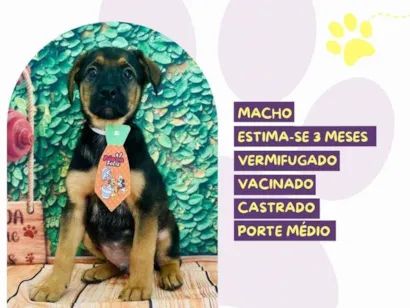 Cao SRD-ViraLata Medio 2-a-6-meses
