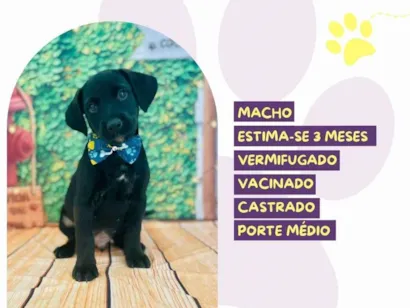 Cao SRD-ViraLata Medio 2-a-6-meses