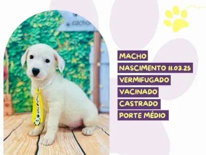 Cao SRD-ViraLata Medio 2-a-6-meses