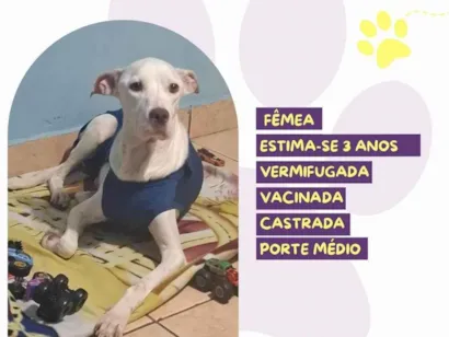 Cao SRD-ViraLata Medio 3-anos