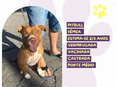 Cao Pit-Bull Medio 2-anos