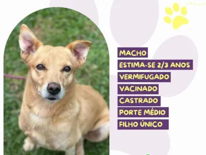 Cao SRD-ViraLata Medio 2-anos