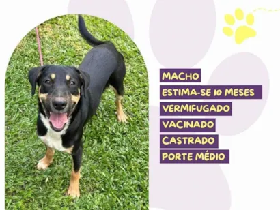 Cao SRD-ViraLata Medio 7-a-11-meses