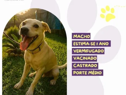 Cao SRD-ViraLata Medio 1-ano