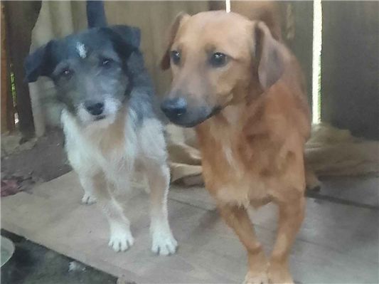 Cachorro cão para adoção Macho Médio  1 ano 