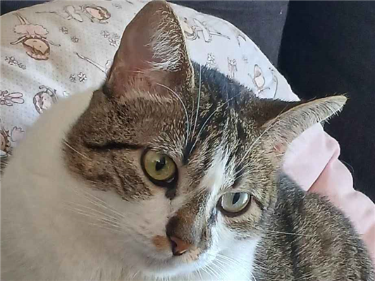 Gato para adoção Fêmea Médio 1 ano