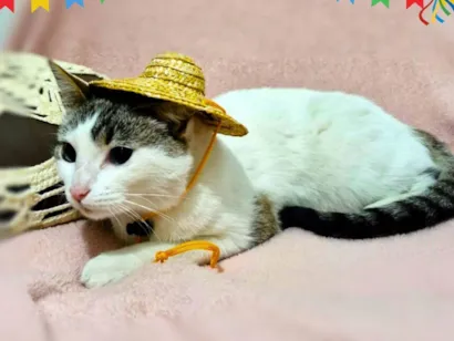 Gato SRD-ViraLata Pequeno 2-a-6-meses