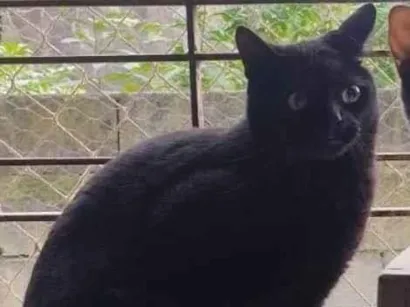 Gato SRD-ViraLata Pequeno 2-a-6-meses