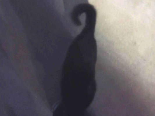 Gato para adoção Macho Médio 1 ano