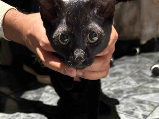 Gato - Macho Pequeno2 a 6 meses