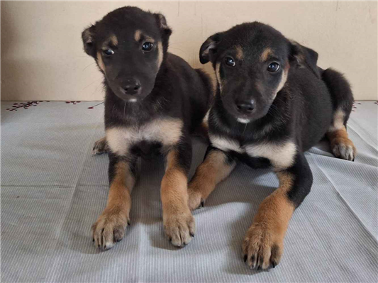 Cachorro cão para adoção Macho Médio  7 a 11 meses 
