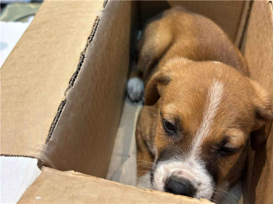 Cachorro cão para adoção Macho Pequeno Abaixo de 2 meses 