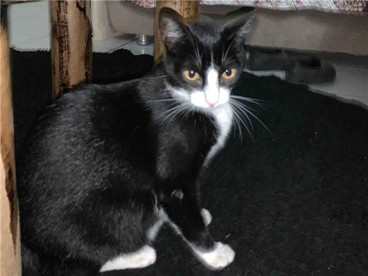 Gato para adoção Fêmea Médio 2 a 6 meses
