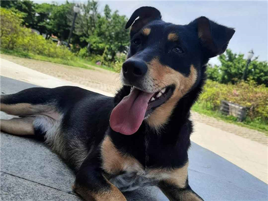 Cachorro cão para adoção Macho Médio  6 anos Acima 