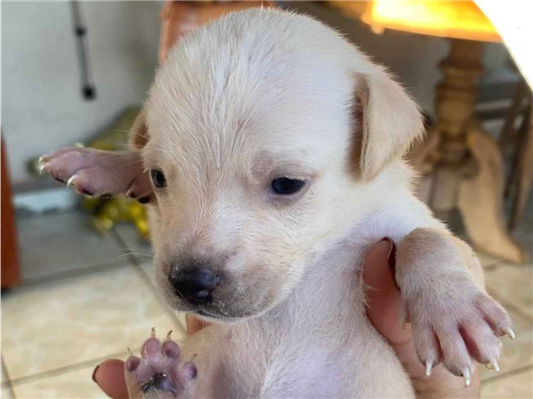 Cachorro cão para adoção Ambos Médio  Abaixo de 2 meses 