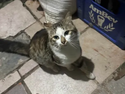 Gato Angorá Medio 2-a-6-meses