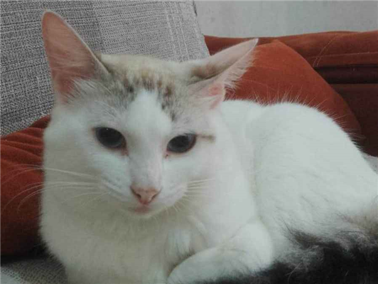 Gato para adoção Fêmea Pequeno 1 ano