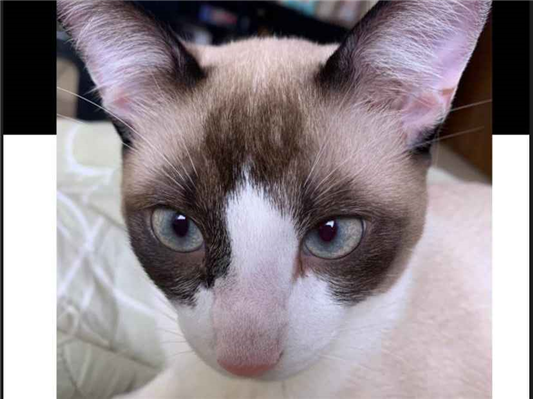 Gato Procura-Perdido Macho Médio 7 a 11 meses 
