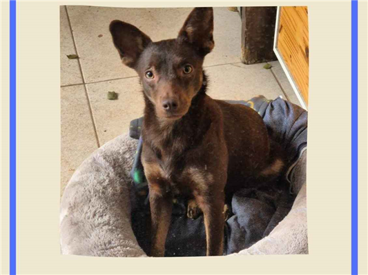 Cachorro cão para adoção Macho Pequeno 1 ano 