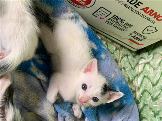 Gato para adoção Fêmea Pequeno 2 a 6 meses