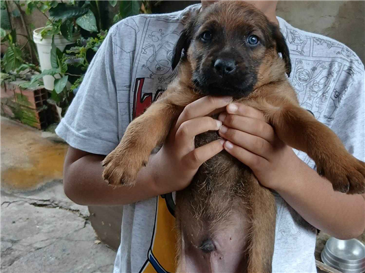 Cachorro cão para adoção Ambos Médio  Abaixo de 2 meses 