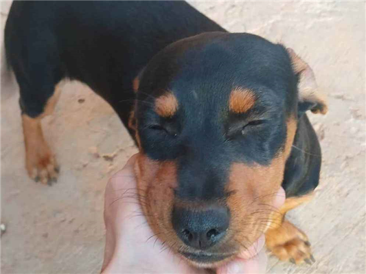 Cachorro cão para adoção Fêmea Pequeno 2 a 6 meses 