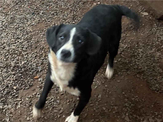 Cachorro cão para adoção Ambos Médio  2 a 6 meses 