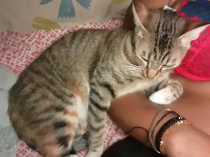 Gato Exótico Pequeno 3-anos