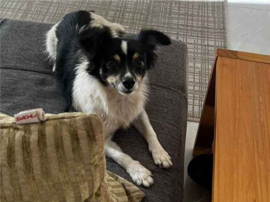 Cachorro cão para adoção Fêmea Pequeno 3 anos 