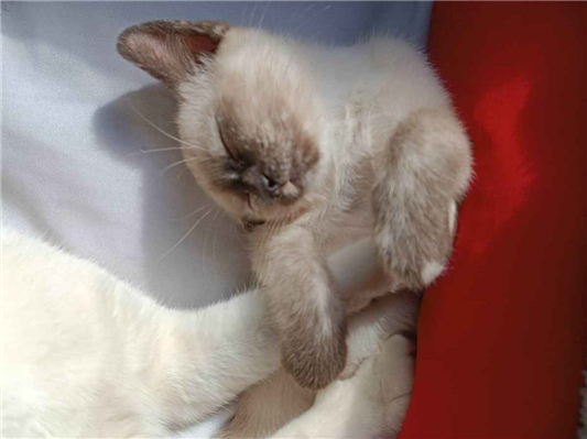 Gato para adoção Fêmea Pequeno 2 a 6 meses