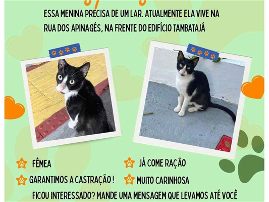 Gato para adoção Fêmea Pequeno 2 a 6 meses