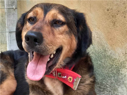 Cachorro cão para adoção Fêmea Médio  2 anos 
