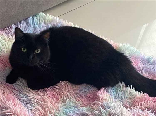 Gato Procura-Perdido Macho Pequeno 4 anos 