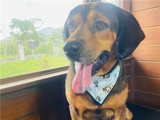 Cachorro cão para adoção Macho Médio  2 anos 