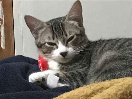Gato para adoção Ambos Pequeno 2 a 6 meses